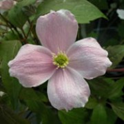'Pink Perfection' is a vigorous climber with purple flushed foliage and scented pink flowers in summer. Clematis montana var. rubens 'Pink Perfection' added by Shoot)