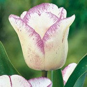 'Shirley' is a sturdy bulbous perennial with large ivory flowers streaked or flecked purple in spring. Tulipa triumph 'Shirley' added by Shoot)