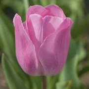 'Rosalie' is a sturdy bulbous perennial with large soft pink flowers. Tulipa triumph 'Rosalie' added by Shoot)
