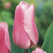 'Synaeda Amor' is a sturdy bulbous perennial with large soft pink flowers. Tulipa triumph 'Synaeda Amor'  added by Shoot)