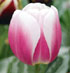Tulipa 'Valentine'