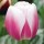 'Valentine' is a sturdy bulbous perennial with large pink flowers with an irregular edge of white. Tulipa triumph 'Valentine' added by Shoot)