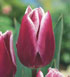 Tulipa 'Synaeda Blue' 