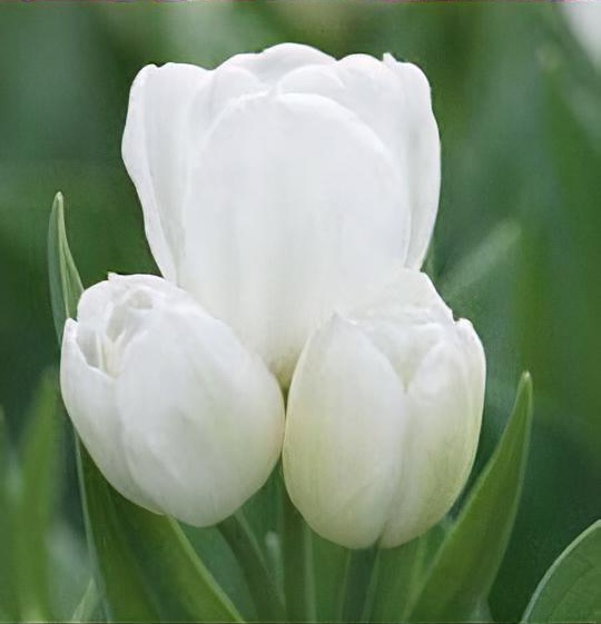 Tulipa 'Weisse Berliner' 