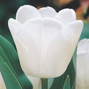 'White Dream' is a sturdy bulbous perennial with pure white flowers in spring. Tulipa triumph 'White Dream' added by Shoot)