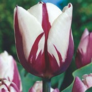 'Zurel' is a sturdy bulbous perennial with irregular markings of maroon on pure white flowers in spring. Tulipa triumph 'Zurel' added by Shoot)
