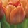 'Cairo' is a sturdy bulbous perennial with orange flowers in spring. Tulipa triumph 'Cairo' added by Shoot)