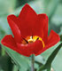 Tulipa 'Ambassador'