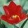 'Ambassador' is a long lasting tulip variety with a beautiful deep red color. Tulipa triumph 'Ambassador' added by Shoot)