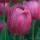 'Attila' is a sturdy bulbous perennial with large rich violet-purple flowers combined with lighter tones of pink and rose. Tulipa triumph 'Attila' added by Shoot)