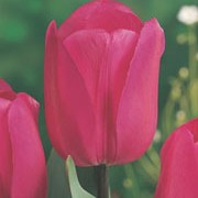 'Barcelona' is a sturdy bulbous perennial with large magenta pink flowers. Tulipa triumph 'Barcelona' added by Shoot)