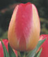 Tulipa 'Judith Leyster'