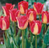 Tulipa 'Lipgloss'