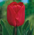 Tulipa 'Bastogne'