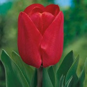 'Bastogne' is a sturdy bulbous perennial with large red flowers in spring. Tulipa triumph 'Bastogne' added by Shoot)