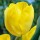 'Kikomachi' is a sturdy bulbous perennial with yellow flowers in spring. Tulipa triumph 'Kikomachi' added by Shoot)