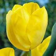 'Makassar' is a sturdy bulbous perennial with yellow flowers in spring. Tulipa triumph 'Makassar' added by Shoot)