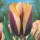 'Gavota' is a sturdy bulbous perennial combining rich deep-purple with golden-yellow flowers in spring. Tulipa triumph 'Gavota' added by Shoot)
