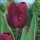 'Negrita' is a sturdy bulbous perennial with deep satiny plum-purple flowers in spring.
 Tulipa triumph 'Negrita' added by Shoot)