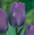 Tulipa 'Blue Ribbon'