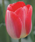 Tulipa 'Big Chief'