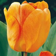 'Daydream' a tall, strong bulbous perennial with large warm orange, yellow and apricot flowers in spring. Tulipa darwin hybrid 'Daydream' added by Shoot)