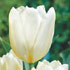 Tulipa 'Diana'