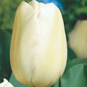 'Maureen' is a tall bulbous perennial with large creamy white flowers in late spring. Tulipa single late 'Maureen' added by Shoot)