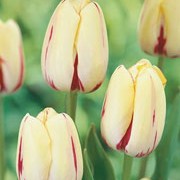 'Portofino'is a tall bulbous perennial with creamy white and red flowers in late spring. Tulipa single late 'Portofino' added by Shoot)