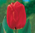 Tulipa 'Oxford'