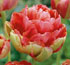 Tulipa 'Renown Unique'