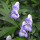 Aconitum x cammarum 'Bicolor' (19/08/2016) Aconitum x cammarum 'Bicolor' added by Shoot)
