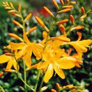 'George Davison' is a perennial with an erect habit,  narrow green, sword-shaped leaves sprays of amber yellow flowers in summer and autumn. Crocosmia x crocosmiiflora 'George Davison' added by Shoot)