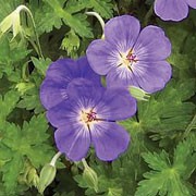 'Jolly Bee' is a mound-forming perennial with marbled leaves with a soft velvety texture and large, cupped, blue flowers with white centres and maroon veins in late summer. Geranium 'Jolly Bee' added by Shoot)