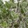'Variegatum' forms round grey-green evergreen leaves edged in cream.
 Pittosporum tenuifolium 'Variegatum' added by Shoot)