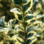 ‘Argenteovariegata’ is a slow-growing, evergreen shrub.  It has small, dark-green, shiny leaves with creamy margins and insignificant flowers in spring.  It responds well to frequent clipping, making it a good candidate for topiary. Buxus sempervirens ‘Argenteovariegata’ added by Shoot)