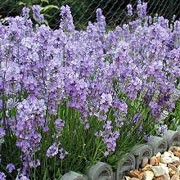 'Little Lady' is a compact erect english lavender with sage green leaves and mid violet flowers. Lavandula angustifolia 'Little Lady' added by Shoot)
