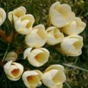 'Cream Beauty' is a perennial corm appearing in spring.  It has yellow-tinted, cream, goblet-shaped flowers that appear before its dark-green, grass-like leaves. Crocus chrysanthus 'Cream Beauty' added by Shoot)