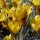 'Zwanenburg Bronze' is a perennial corm appearing in spring.  It has dark-green, grass-like leaves surrounding bronze-tinted, yellow, goblet-shaped flowers. Crocus chrysanthus 'Zwanenburg Bronze' added by Shoot)