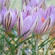 Crocus corsicus added by Shoot)