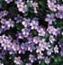 Chaenostoma 'Lilac King'