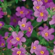 'Purple Knight' is a vigourous, mounding, evergreen perennial with long, spreading stems bearing bright purple flowers in summer to early autumn. Bacopa 'Purple Knight' added by Shoot)