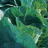 Brassica oleracea capitata 'Duncan'