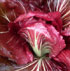 Cichorium endivia 'Palla Rossa' 