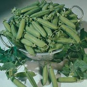 'Misty' is a perennial climbing legume, often grown as an annual, forming small white flowers followed by long green pods containing small, round, edible peas. This variety produces heavy crops of blunt shaped pods. Pisum sativum 'Misty' added by Shoot)