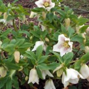 'White Form' is a clump-forming perennial with dark green and leathery foliage and pale, often green-flushed, white flowers spotted to a varying degree with red or purple in late-winter to early-spring. Helleborus orientalis Lamarck. subsp. guttatus 'White Form' added by Shoot)