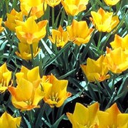 'Bright Gem' is a small, fragrant bulbous perennial with grey-green leaves and bright yellow flowers Tulipa batalinii 'Bright Gem' added by Shoot)