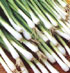 Allium fistulosum 'Ishikura'