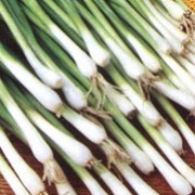 'Ishikura' is a perennial grown as an edible vegetable with hollow green leaves and a white bulb. This variety is quick to mature and forms long white stalks. Allium fistulosum 'Ishikura' added by Shoot)