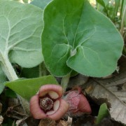  (17/10/2019) Asarum canadense added by Shoot)